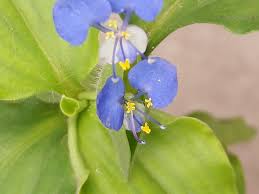 Image result for Commelina benghalensis