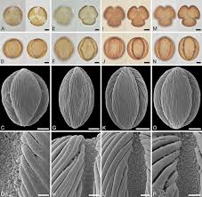 Image result for Berlinia orientalis