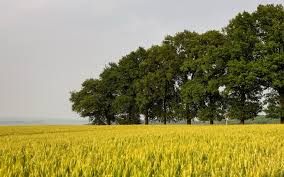 Beautiful winter wonderland wallpaper 43. Wheat Field Farm Trees Wallpapers Wheat Field Farm Trees Stock Photos