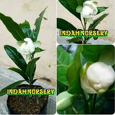 Check spelling or type a new query. Jual Bibit Bunga Cempaka Telur Hasil Dari Cangkok Cepat Berbunga Di Lapak Ranting Hijau Nursery Bukalapak