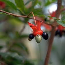 Image result for Ochna ovata