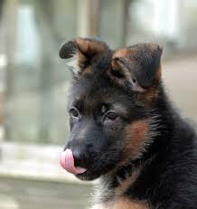 The german shepherd dog is a natural protector and so adaptable and intelligent that he has performed just about every job known to dog. How Much Do German Shepherds Cost Price Of German Shepherds Petslok