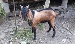 Sulit berkembang di wilayah tropis karena kepekaannya terhadap kendala pengembangan domba texel justru karena tingginya permintaan dari luar daerah yang disinyalir untuk di ekspor ke malaysia. Kambing Kacang Kambing Asli Jawa Mudah Dirawat Dan Gampang Dijual Star Farm International