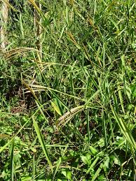 Image result for Microstegium fasciculatum