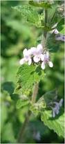 Image result for Mesosphaerum suaveolens