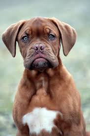 Lovely Boxer Boy That Face Is Priceless Goruntuler Ile Hayvan Kopek Hayvanlar