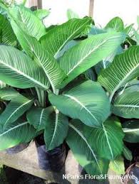 Dieffenbachia Wilson S Delight Dieffenbachia Houseplant Shade Plants Unusual Plants
