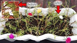 Saat mekar, bunga tersebut berbentuk seperti terompet dan bisa berwarna kuning, merah, putih Cara Mudah Menanam Bunga Krokot Bunga Pukul 9 How To Grow Portulaca Moss Rose From Cuttings Youtube