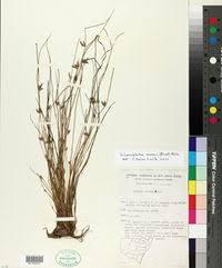 Image result for Schoenoplectus erectus