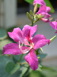 Image result for Bauhinia purpurea