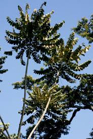 Image result for Polyscias fulva