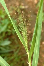 Image result for Eragrostis aspera