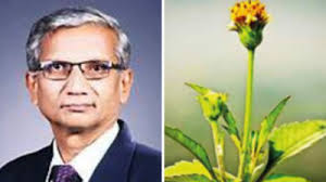 Kolhapur: New Sunflower Species Named After Kolhapur Botanist Bachulkar