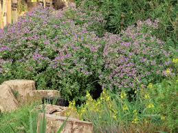 Image result for Polygala petitiana