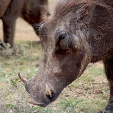 Warzenschweine Gehoren Wie Der Name Schon Sagt Zur Gattung Der Schweine Sie Ahneln Den Wildschweinen Und Haben Vier Paarig A Warzenschwein Wildschwein Schwein