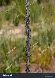 Image result for Eragrostis atrovirens