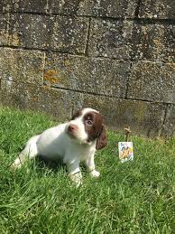 Venez consulter vos prédictions pour les mois à venir. Chiot Elevage Du Chemin Des Cavaliers Eleveur De Chiens English Springer Spaniel