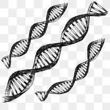 Sketch Of Dna Helix Black And White Science Structure Spiral Png Transparent Clipart Image And Psd File For Free Download Dna Helix Dna 3d Helix Models