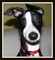 Black And White Italian Greyhound Puppy 102220 2381 Dog Expressions Italian Greyhound Grey Hound Dog