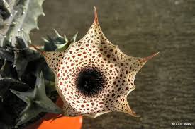 Image result for Huernia kirkii