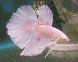 It's no wonder we want to give them a meaningful name the moment we get i recently got a light blue and pink male betta. Types Of Bettas By Colour Tailss Patterns And Genetics