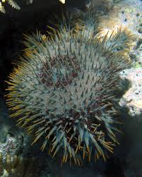 California hybrids are bred for thick stems and large flowers. Crown Of Thorns Starfish Wikipedia