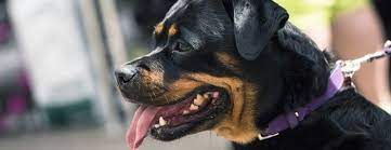 ▷ PERROS Potencialmente PELIGROSOS (PPP), ¿Qué Razas son?