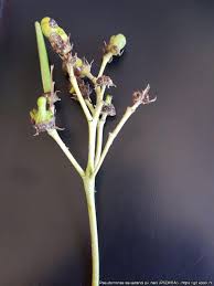 Image result for pseudomonas savastanoi pv nerii oleander symptoms