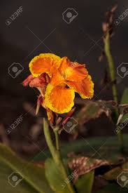 We did not find results for: Orange And Yellow Canna Lily Flower Blooms In A Tropical Garden In Florida Stock Photo Picture And Royalty Free Image Image 92652292