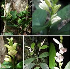 Image result for Isoglossa pawekiae