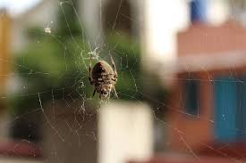 For pest control in cincinnati, oh, visit us today! Perimeter Pest Control Vs Hiring An Exterminator In Ohio Or Northern Kentucky