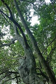 Image result for Premna velutina