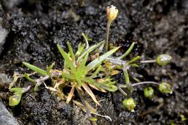 Image result for Sagina abyssinica