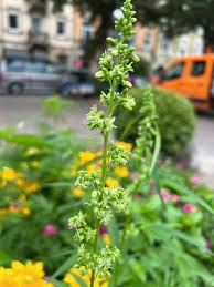 Image result for Cannabaceae