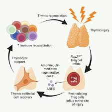 Image result for Thymus