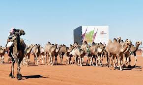 Post a free ad add more than one picture to your ad contact buyer via comments your ad will remain on the site for 180 days. Saudi Arabia To Head World S First Camel Organization Arab News