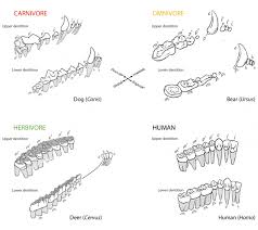 teeth dentition viva health