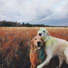 31 1b Begenme 185 Yorum Instagram Da Watson Kiko Wat Ki Watson Just Like All Of Us Have Had His Awkward Golden Retriever Animal Planet Cute Animals