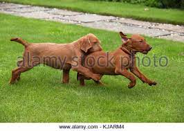 Find puppies for sale, started dogs for sale and finished dogs from all sorts of different pointing breeds, retrieving breeds and flushing breeds. Hungarian Wirehaired Vizsla Puppies Stock Photo Alamy