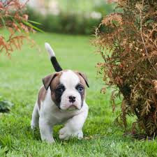 These types of poodle mixes are often called mixed breed, designer, or hybrid dogs. American Bulldog Vs Poodle Breed Comparison Mydogbreeds