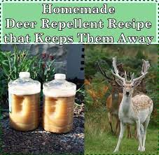 The best way to purchase a deer repellent like this is to use the. Homemade Deer Repellent Recipe That Keeps Them Away Deer Repellant Deer Resistant Garden Homemade Deer Repellant