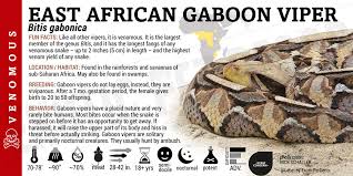 Bitis gabonica 'East African Gaboon' Viper Cards and Enclosure Labels –  Exotic Pet Decor