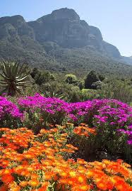 Flowers Fields Of Pretty Kirstenbosch Botanical Gardens This Is Just A Lovely Bed Of Purple And South Africa Travel Cape Town South Africa Southern Africa