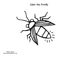 This partly nocturnal, luminescent beetle is the most common firefly in the usa. Lightning Bug Coloring Page Bmo Show
