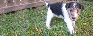 It is cheerful, lovable, enthusiastic and playful, especially with children. Wire Foxy Rat Terrier Dog Breed Facts And Information Wag Dog Walking