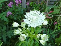 Cottage garden flowers fish margery неизвестно 9781849943635 : Astrantia Shaggy With Thanks To Margery Fish Horticultural