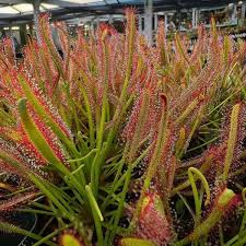 Image result for Drosera