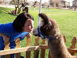 I Had My Own Petting Zoo Zoo Animals Petting Zoo Rental Zoo