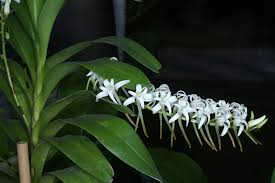 Image result for Cyrtorchis ringens