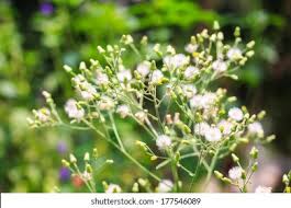 Image result for Vernonia cinerea
